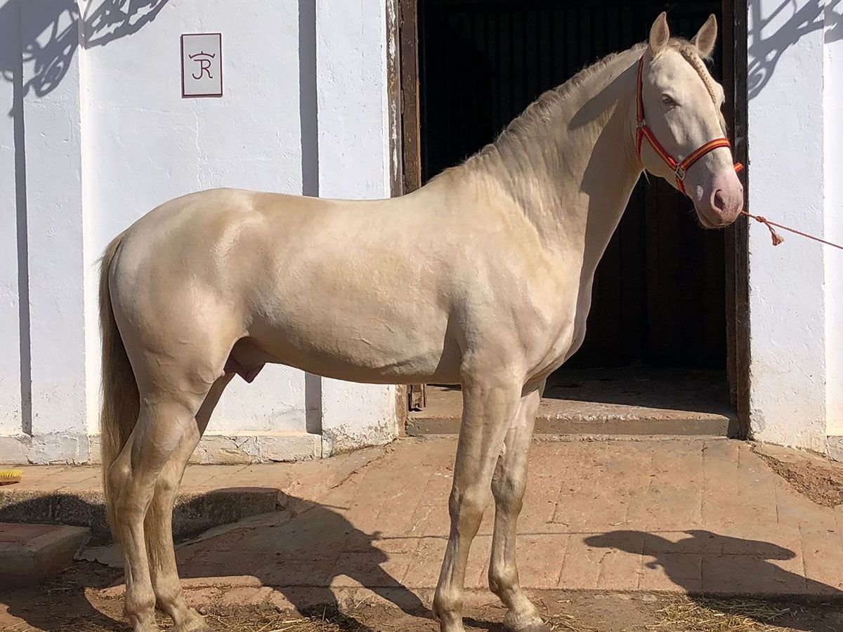 PRE Semental 8 años 168 cm Perlino in Sottrum