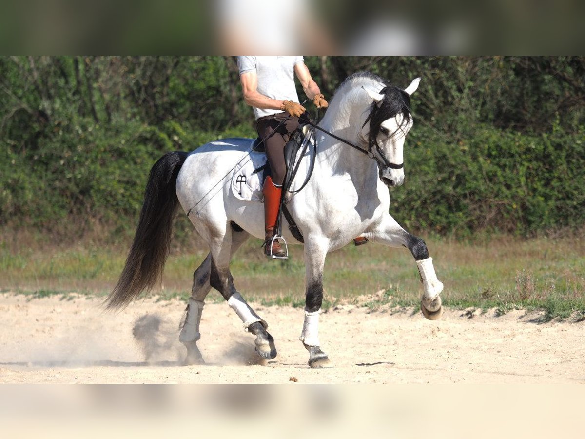 PRE Mestizo Semental 8 años 168 cm Tordo in NAVAS DEL MADRONO