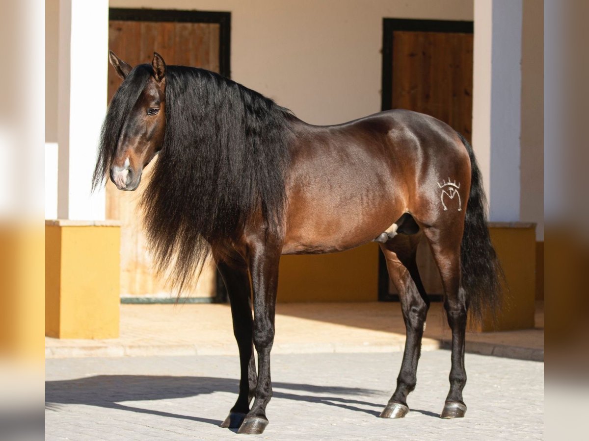 PRE Mestizo Semental 9 años 163 cm Castaño in Madrid