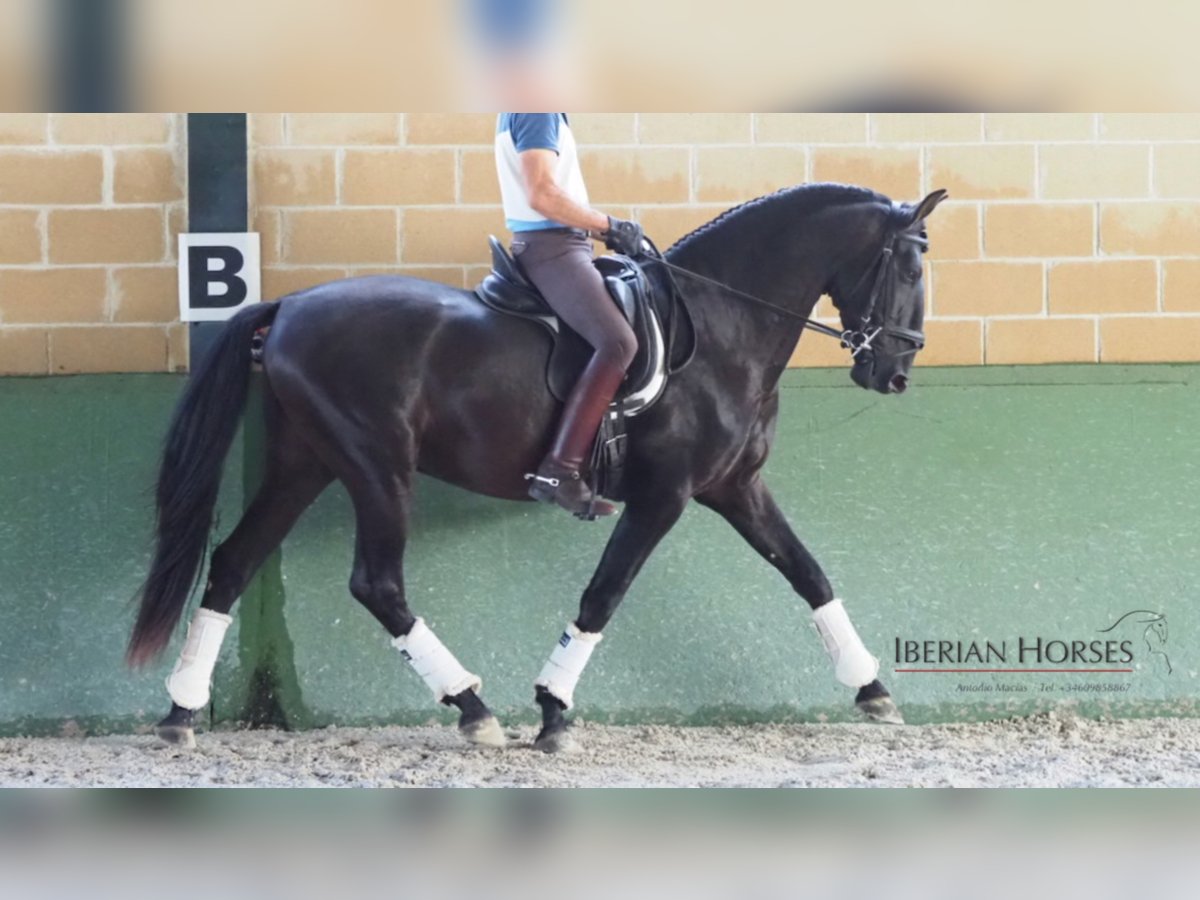 PRE Mestizo Semental 9 años 163 cm Negro in NAVAS DEL MADRONO