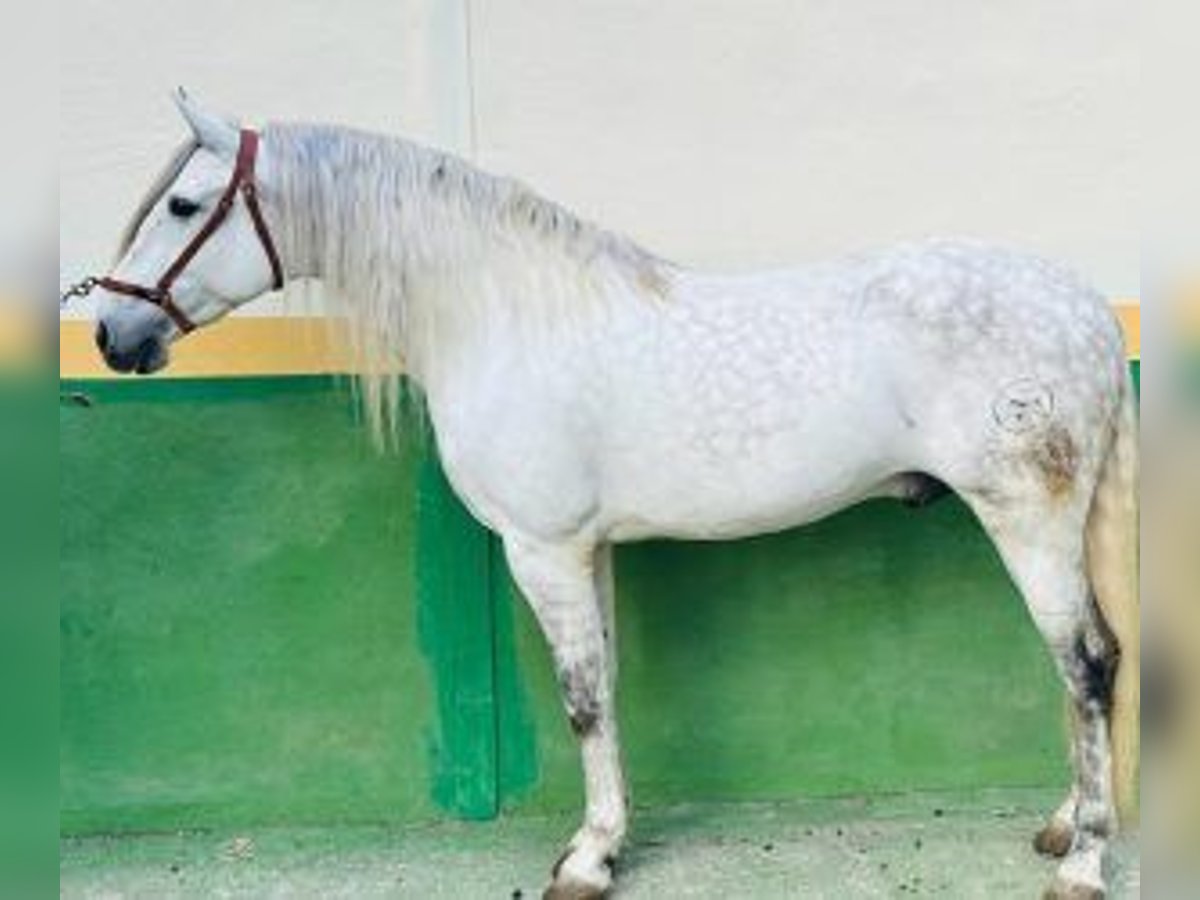 PRE Mestizo Semental 9 años 163 cm Tordo in Alicante