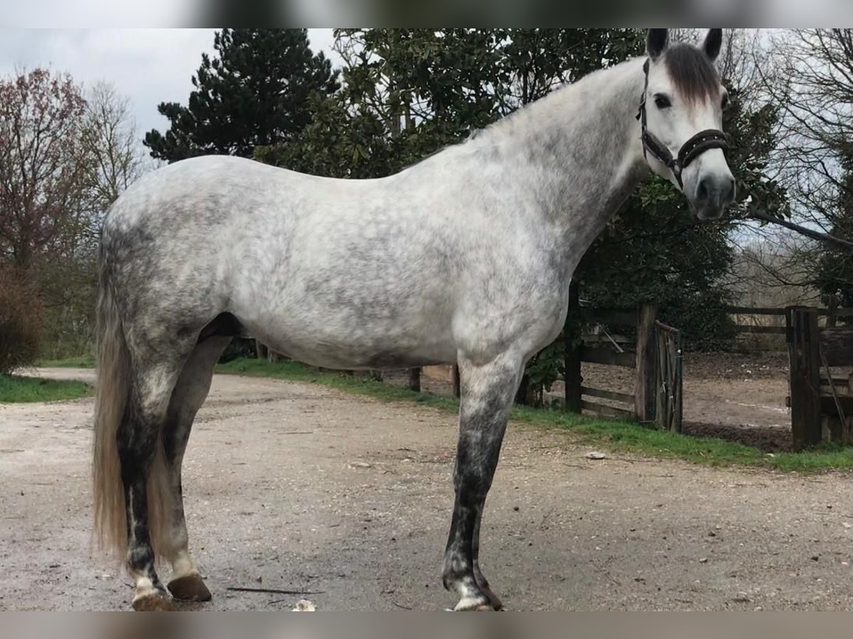 PRE Mestizo Semental 9 años 165 cm Tordo rodado in Martfeld