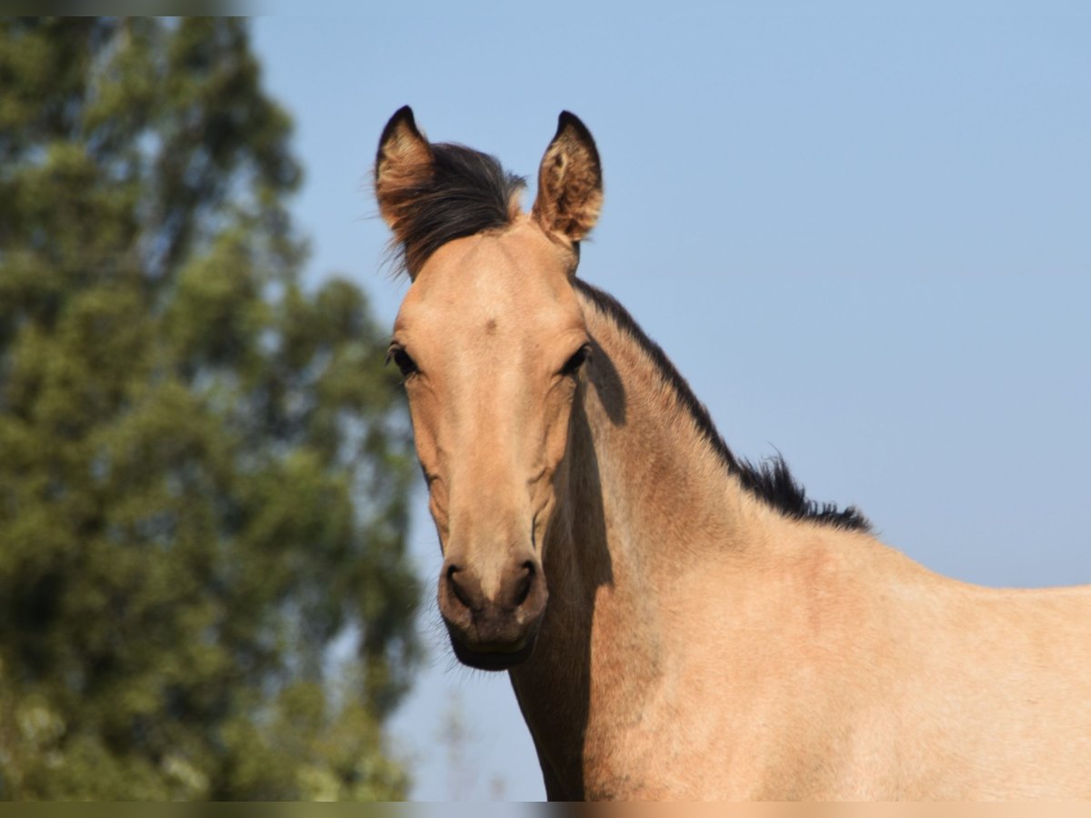 PRE Semental Potro (03/2024) 160 cm Buckskin/Bayo in Dochamps