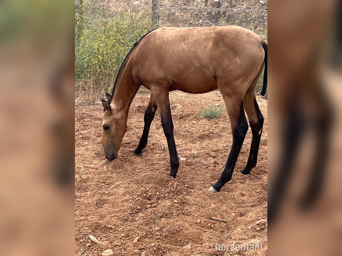 PRE Semental Potro (01/2025) 163 cm Buckskin/Bayo in Valencia