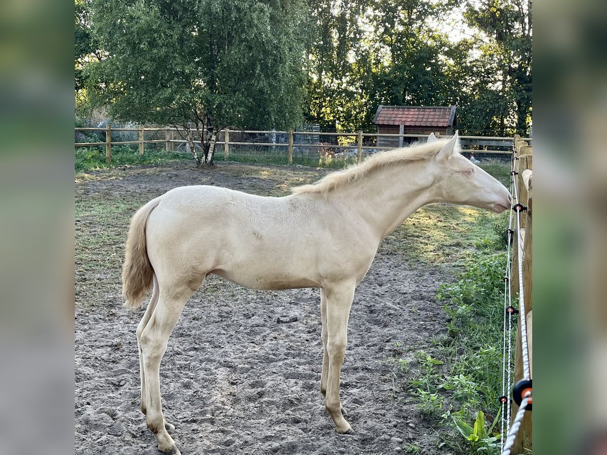 PRE Mestizo Semental  163 cm Perlino in Hoogeloon