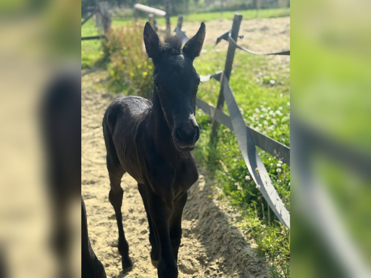 PRE Semental Potro (06/2025) Negro in Oudenaarde