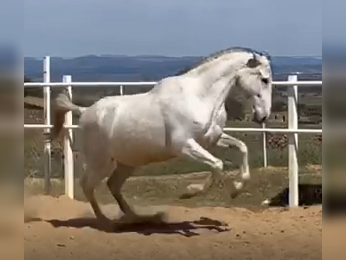 PRE Semental Tordo picazo in Navalvillar De Pela