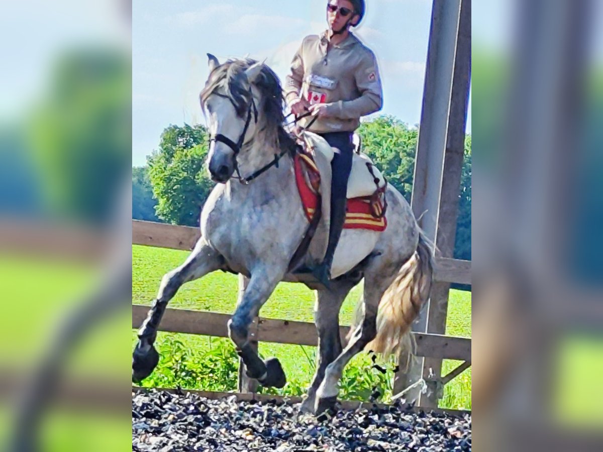PRE Mix Stallion 10 years 15,2 hh Gray in Le V&#xE9;zier