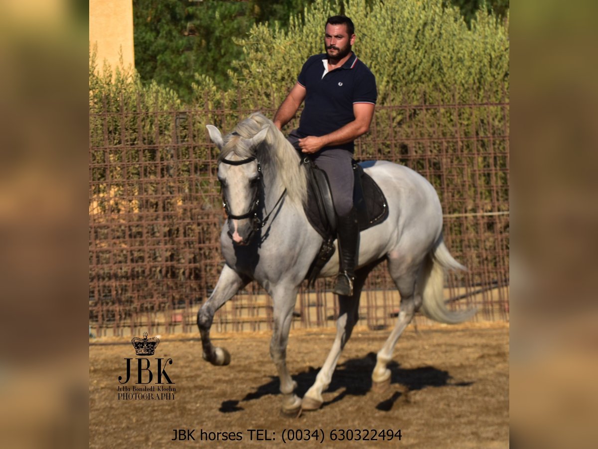 PRE Stallion 10 years 15,2 hh Grey in Tabernas Almeria PRE Stallion 10 years 15,2 hh Grey in Tabernas Almeria