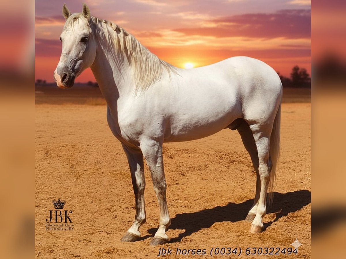 PRE Stallion 10 years 15,2 hh Grey in Tabernas Almeria