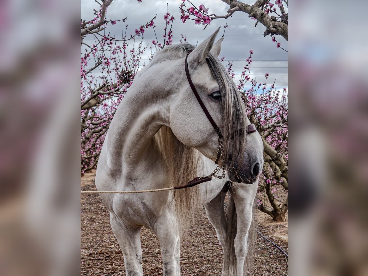 Dapple Gray Horse  Beautiful and Majestic