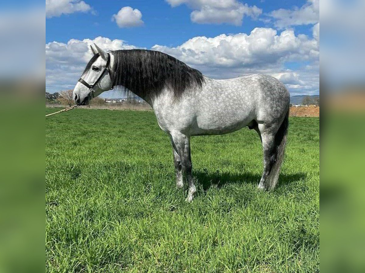 PRE Mix Stallion 10 years 16,2 hh Gray in Málaga