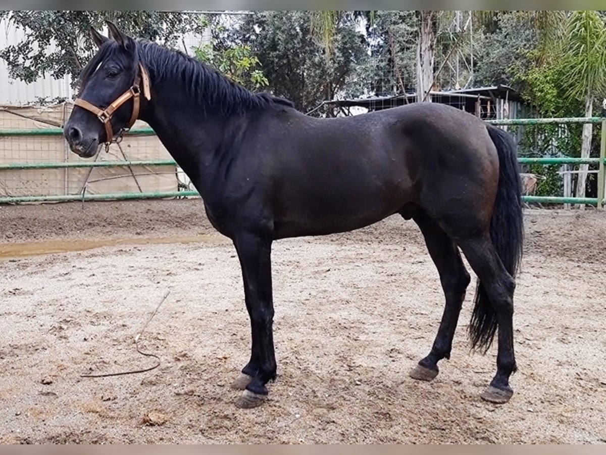 PRE Stallion 10 years 16 hh Black in Estepona