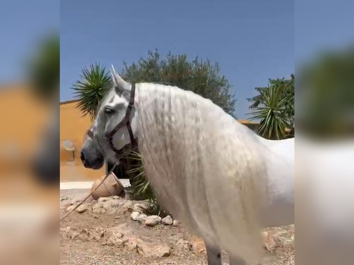 PRE Mix Stallion 10 years 16 hh Grey-Dapple in Martfeld