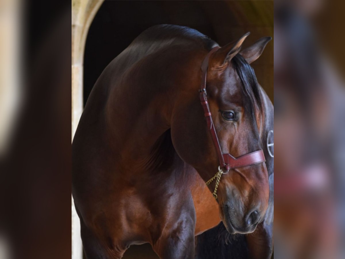 PRE Mix Stallion 10 years 16,2 hh Bay-Dark in Valencia