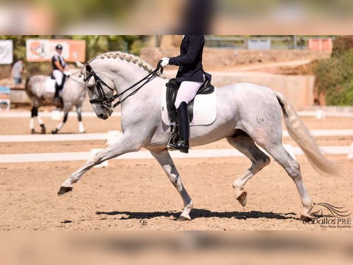 PRE Stallion 10 years 16,2 hh Grey in Mallorca