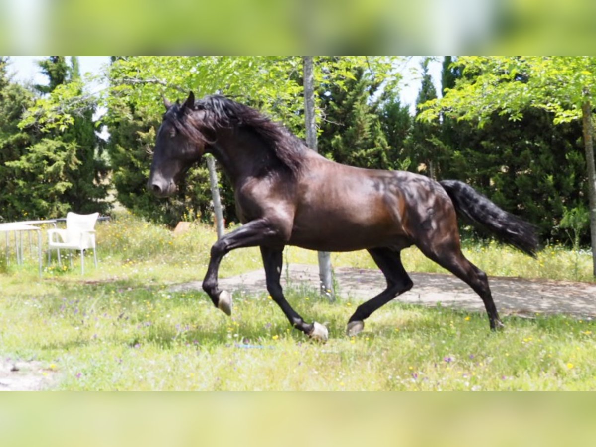 PRE Stallion 10 years 17,2 hh Black in NAVAS DEL MADRONO