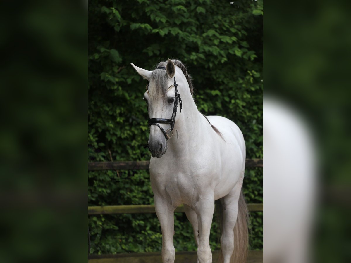 PRE Stallion 10 years 17 hh Gray in Heemskerk