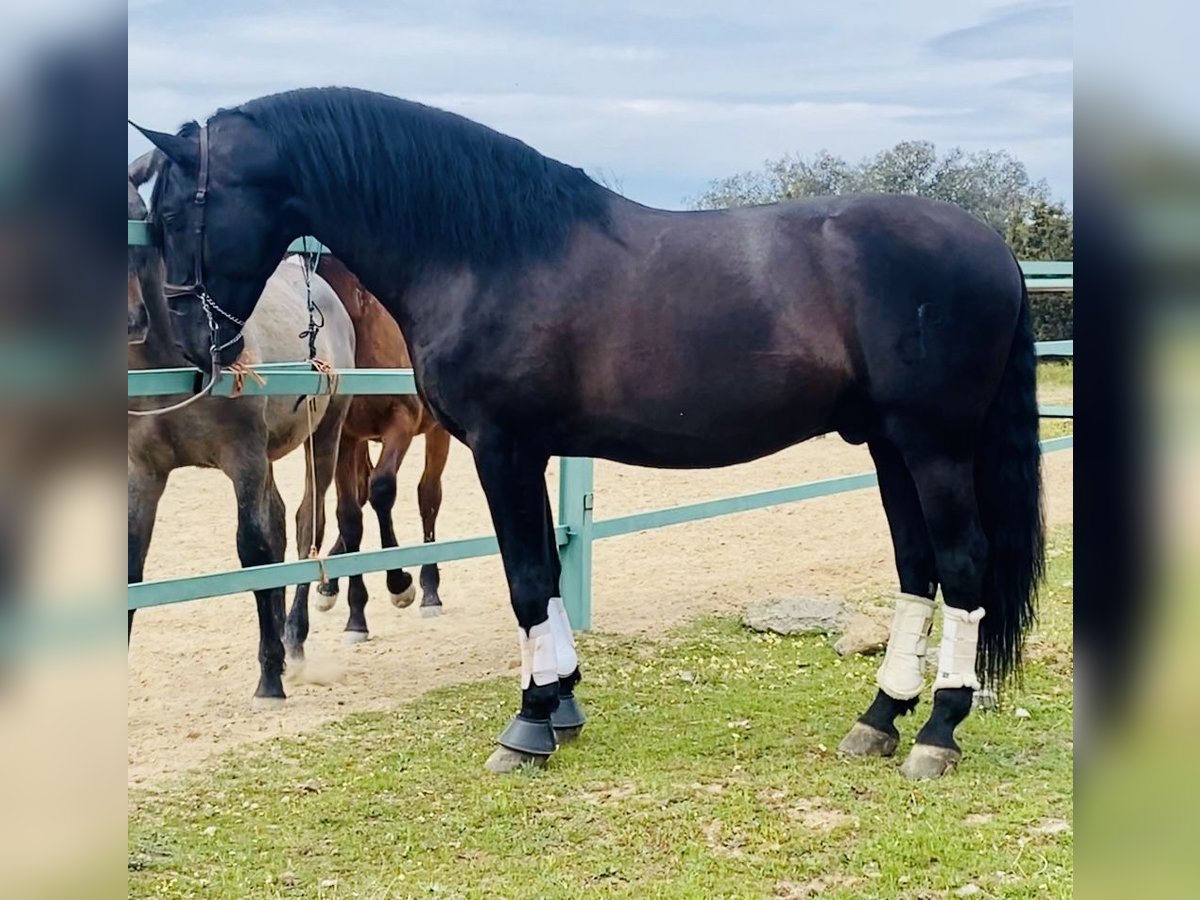 PRE Mix Stallion 10 years 17,2 hh Black in Talavera De La Reina
