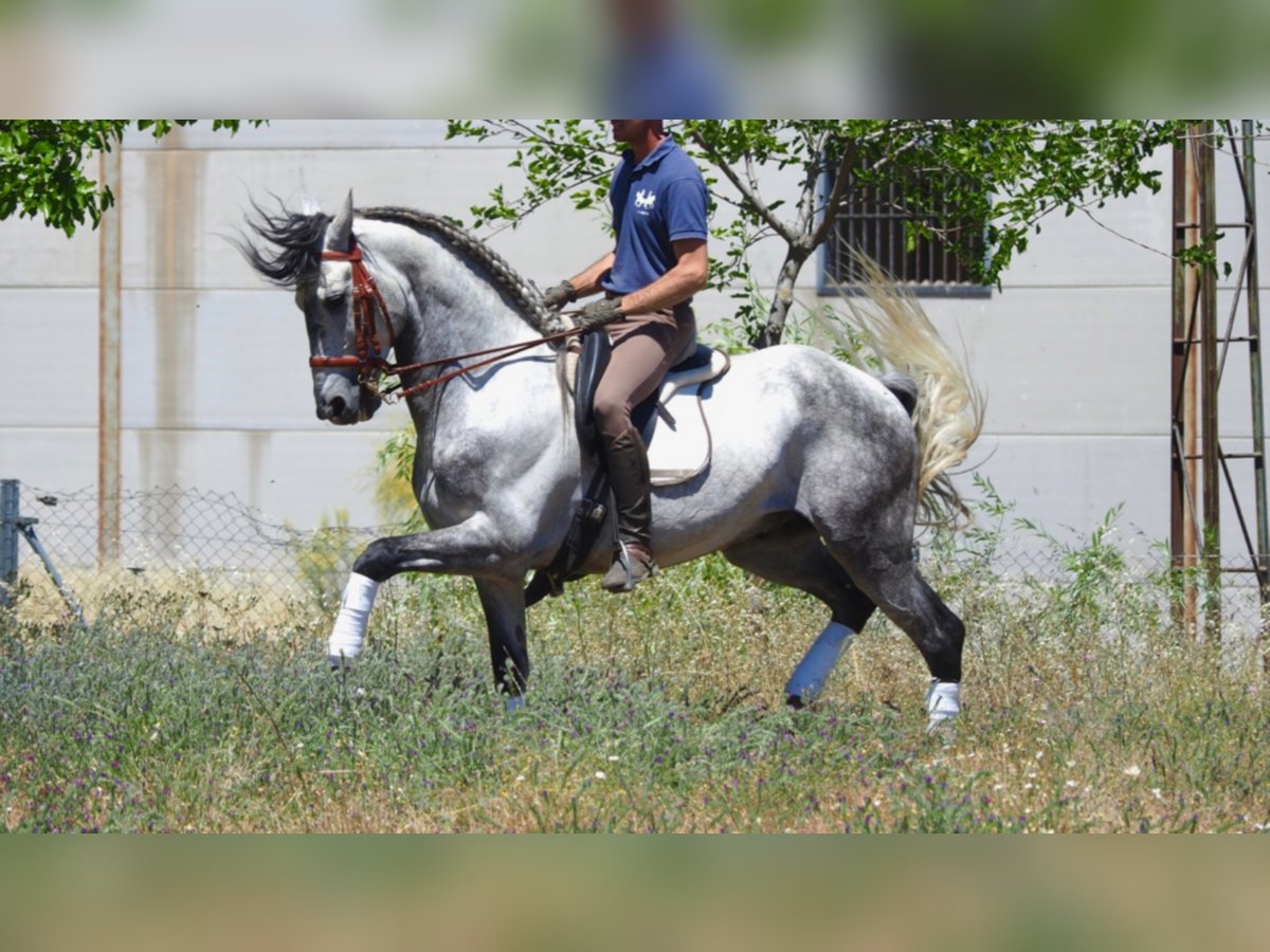 PRE Stallion 11 years 15,2 hh Gray in NAVAS DEL MADROÑO