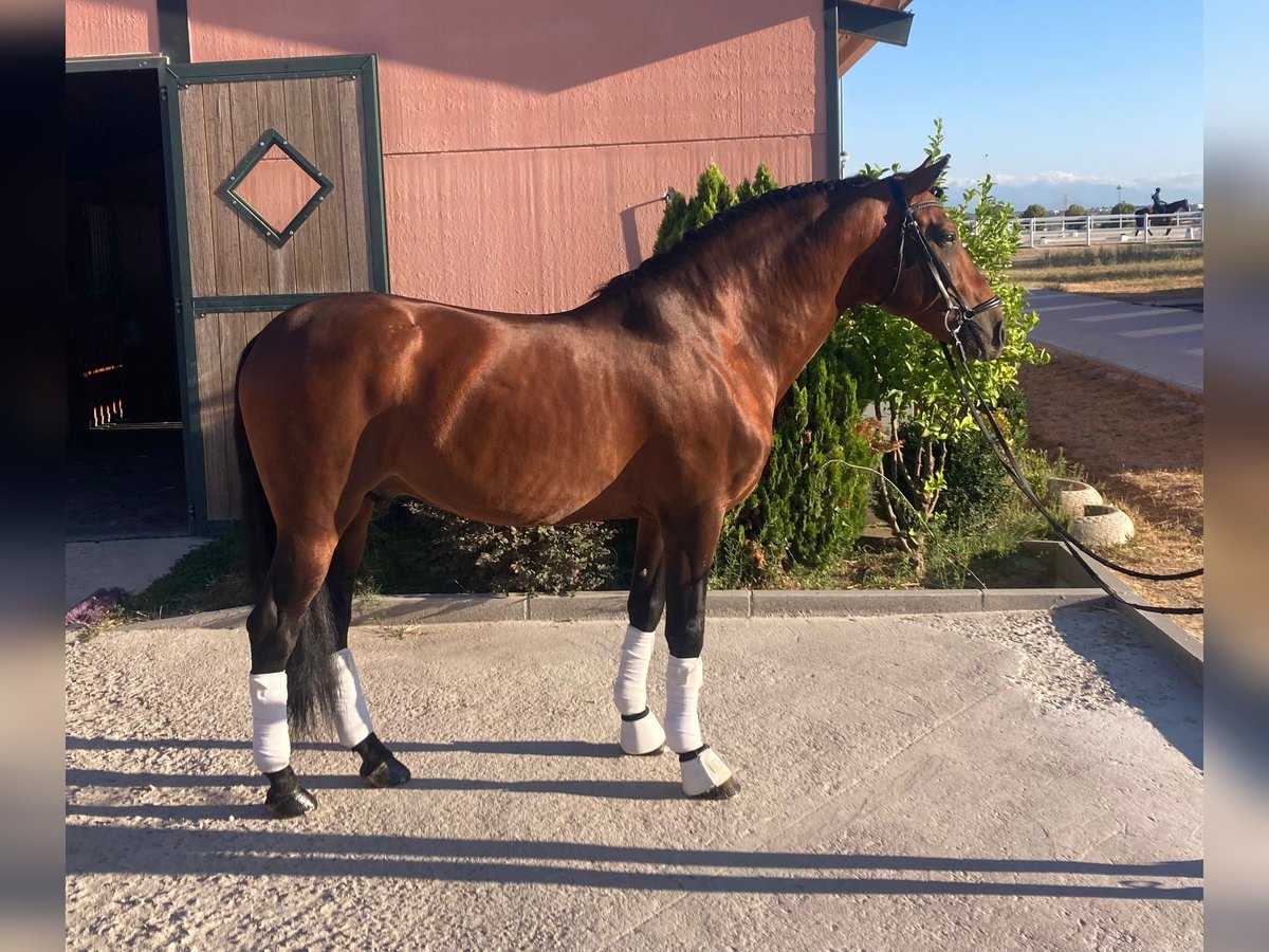 PRE Stallion 11 years 15,1 hh Brown in Mostoles