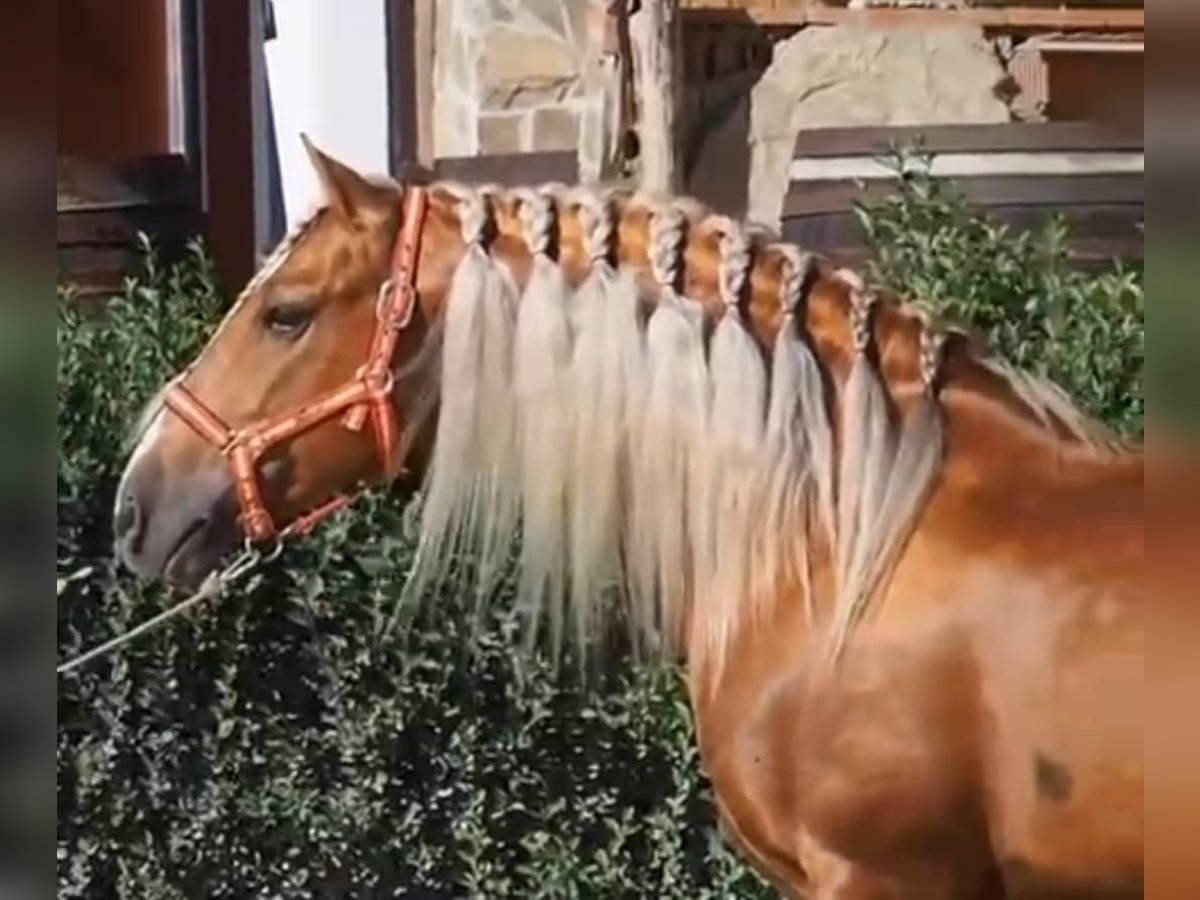 PRE Mix Stallion 11 years 15,2 hh in Martfeld