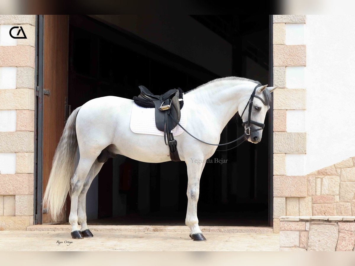 PRE Stallion 11 years 15,2 hh Grey in Puerto Lumbreras