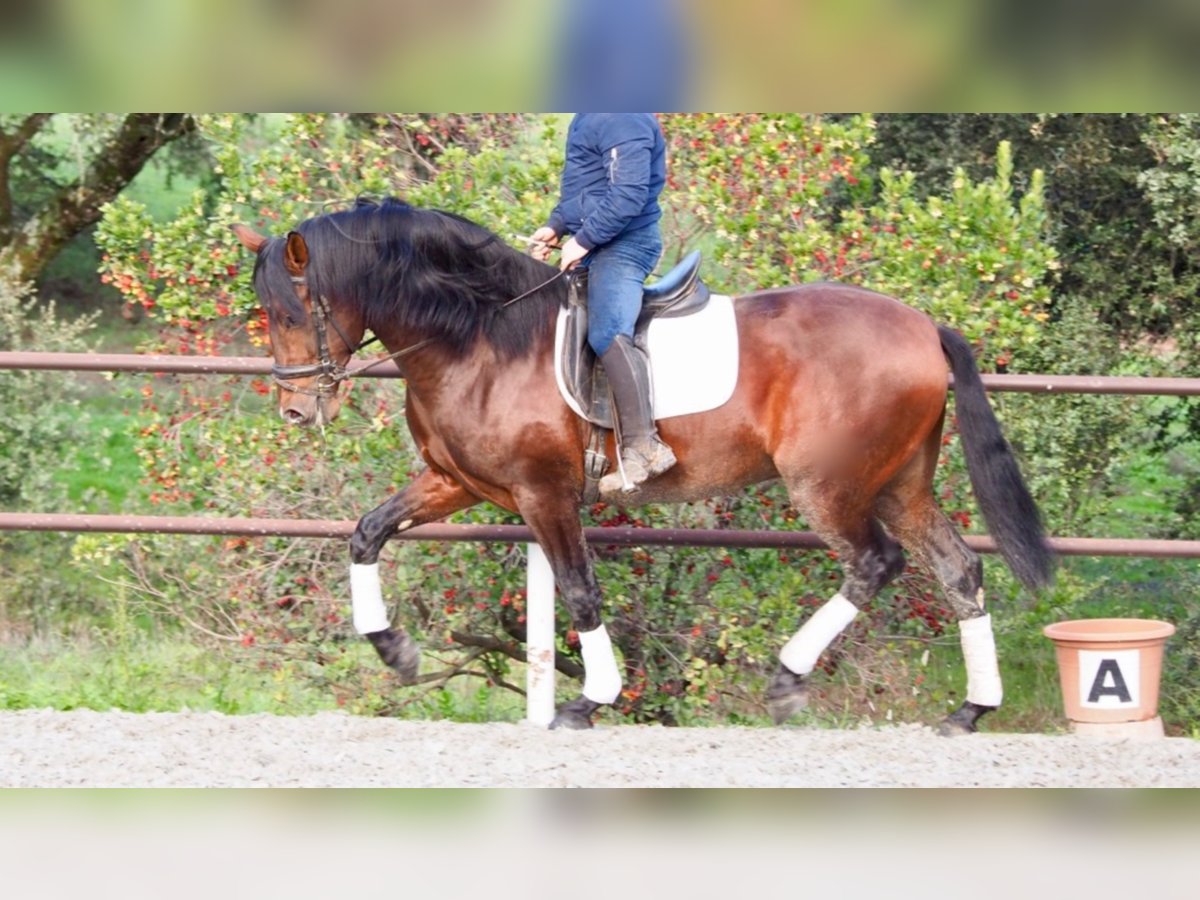 PRE Stallion 11 years 16,1 hh Bay in NAVAS DEL MADRONO