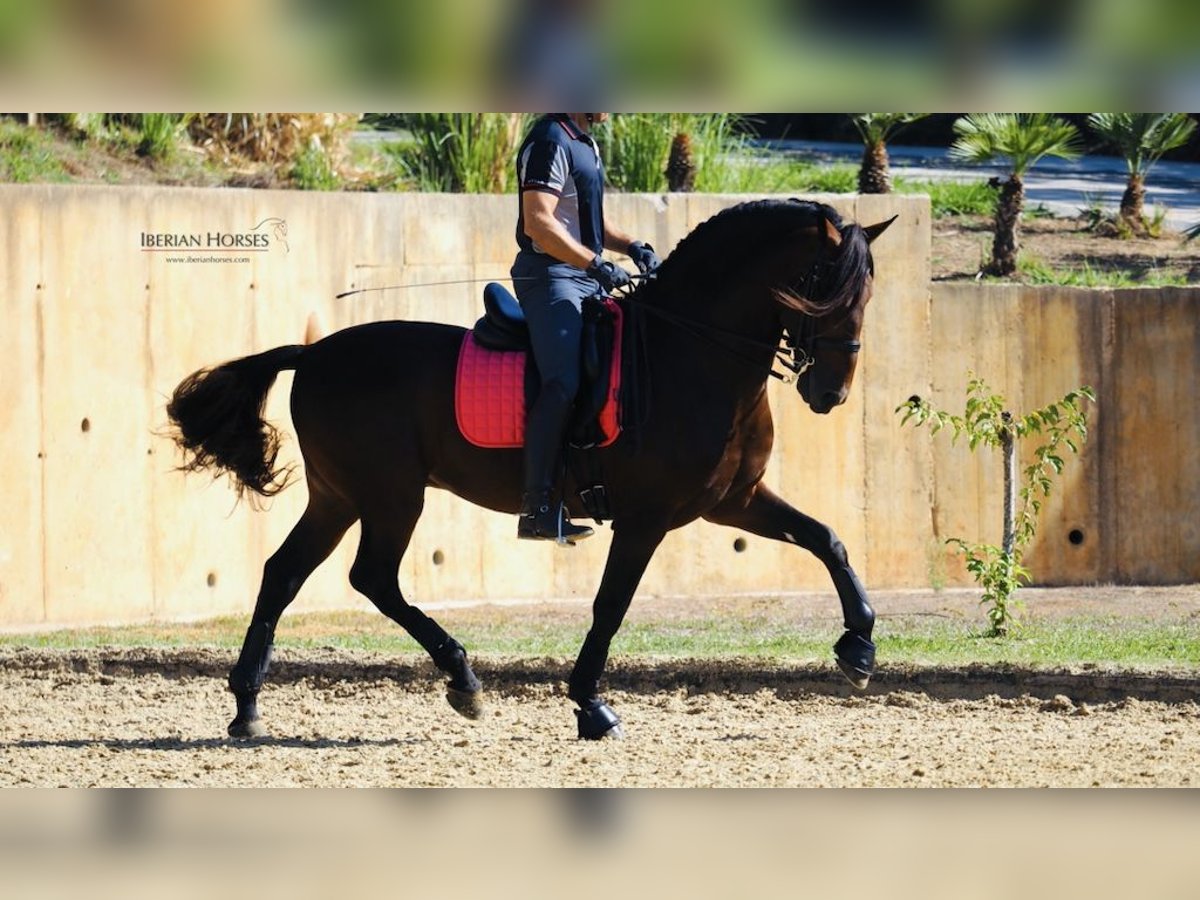 PRE Mix Stallion 11 years 16,1 hh Bay in NAVAS DEL MADRONO