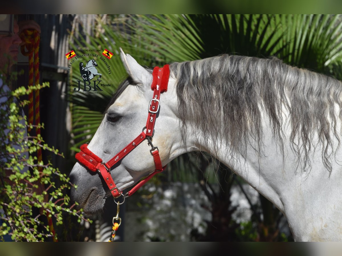 PRE Stallion 11 years 16,1 hh Gray in Tabernas Almeria