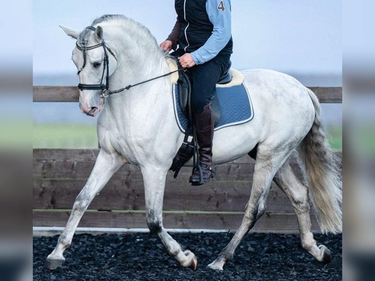 PRE Stallion 11 years 16,1 hh Gray in Saarbrücken