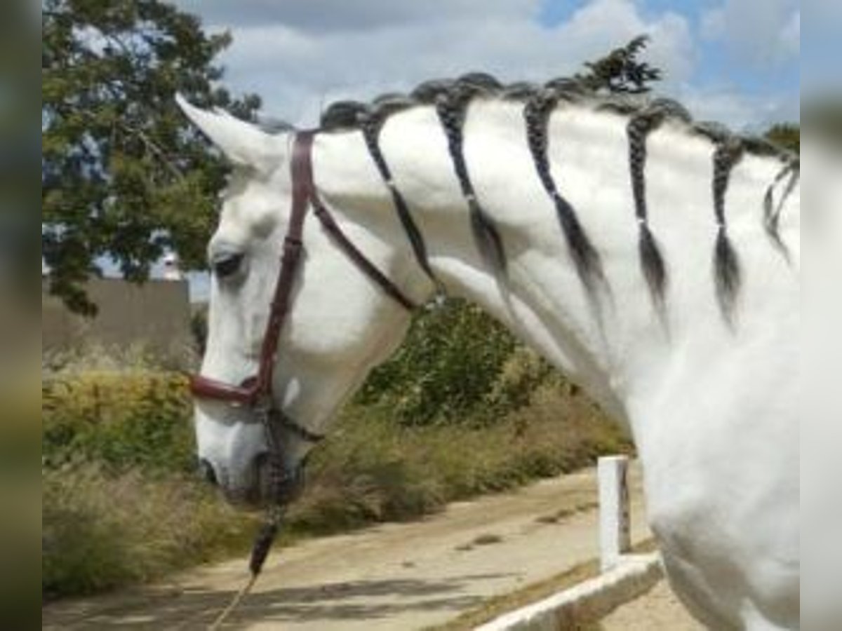 PRE Mix Stallion 11 years 16,2 hh Gray in MADRID