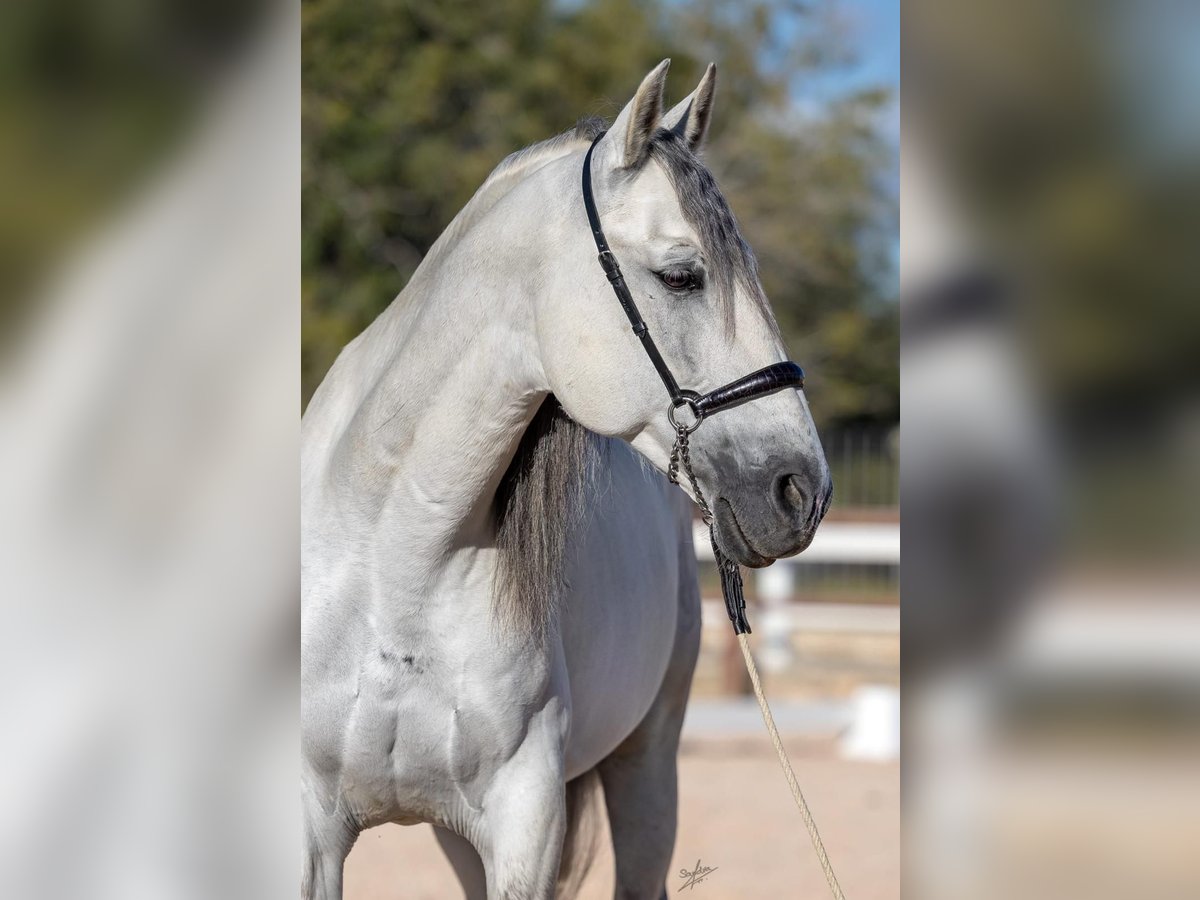 PRE Stallion 11 years 16,1 hh Grey in El Carllar