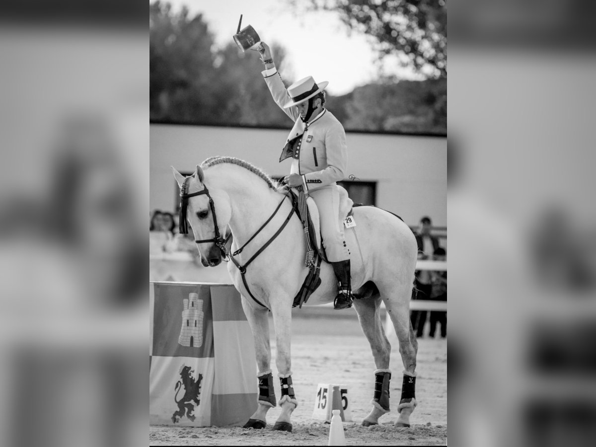 PRE Stallion 11 years 16,1 hh Grey in Jerez De La Frontera