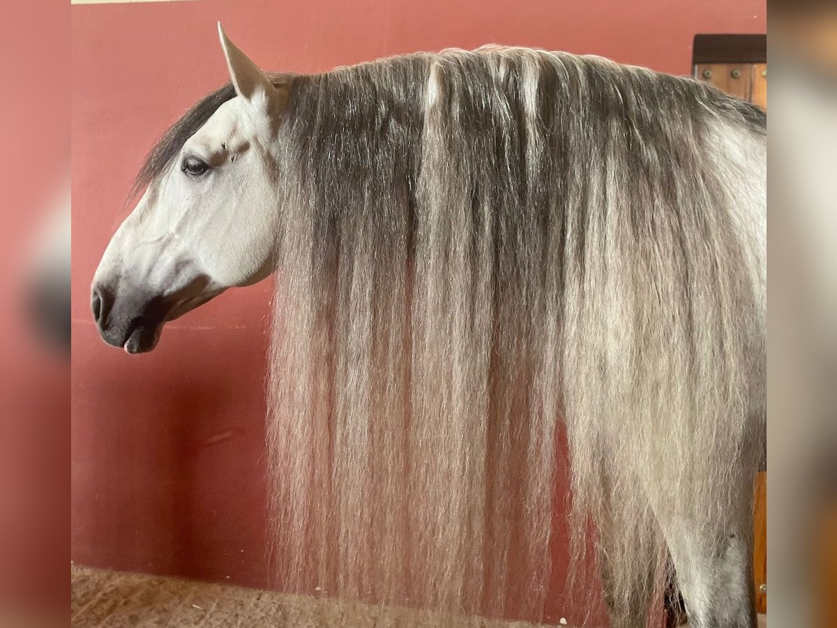 PRE Mix Stallion 11 years 16,2 hh Grey-Dapple in Martfeld