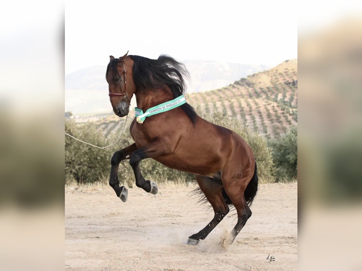 PRE Stallion 11 years 17,1 hh Brown in Cuevas del Almanzora