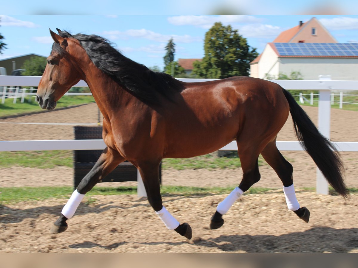 PRE Mix Stallion 11 years Brown in Uehlfeld