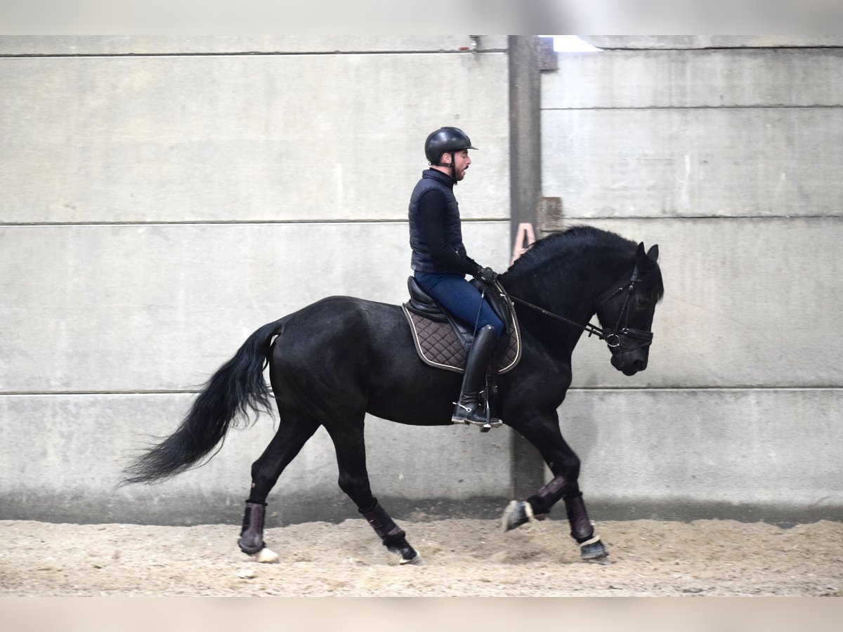 PRE Mix Stallion 12 years 15,3 hh Black in Courrière
