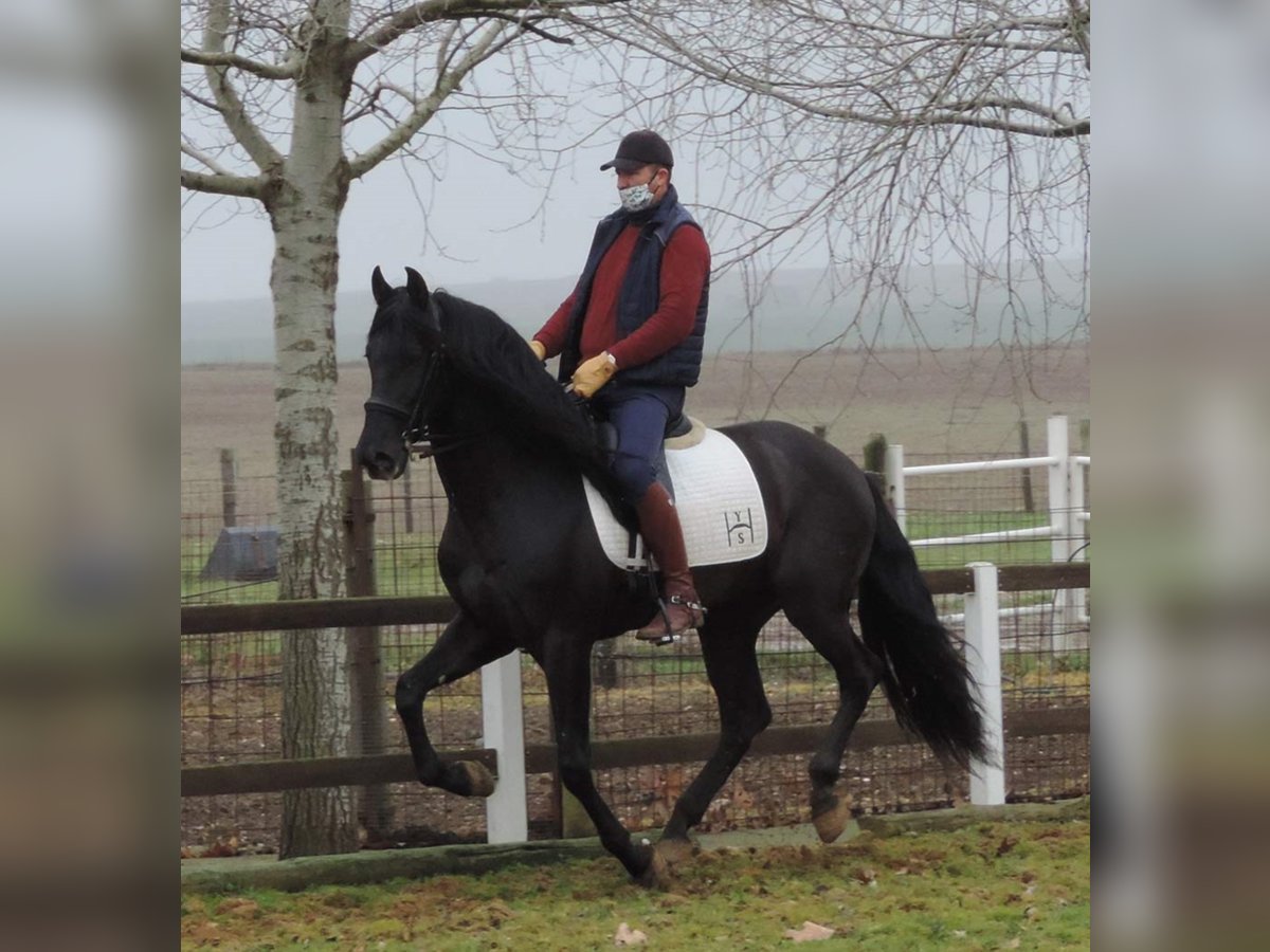 PRE Mix Stallion 12 years 16,1 hh Black in Madrid