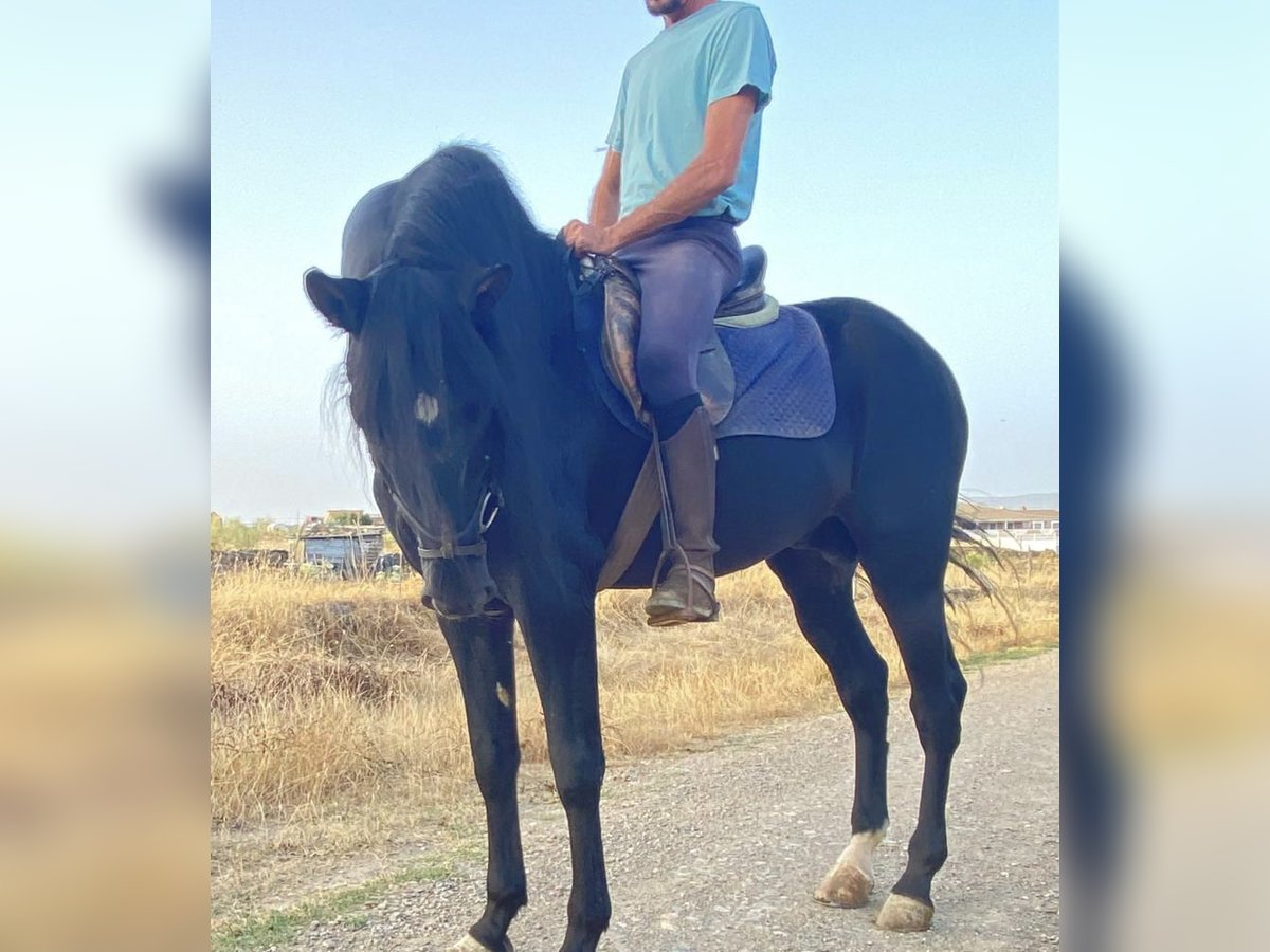 PRE Mix Stallion 12 years 16 hh Black in Talarrubias