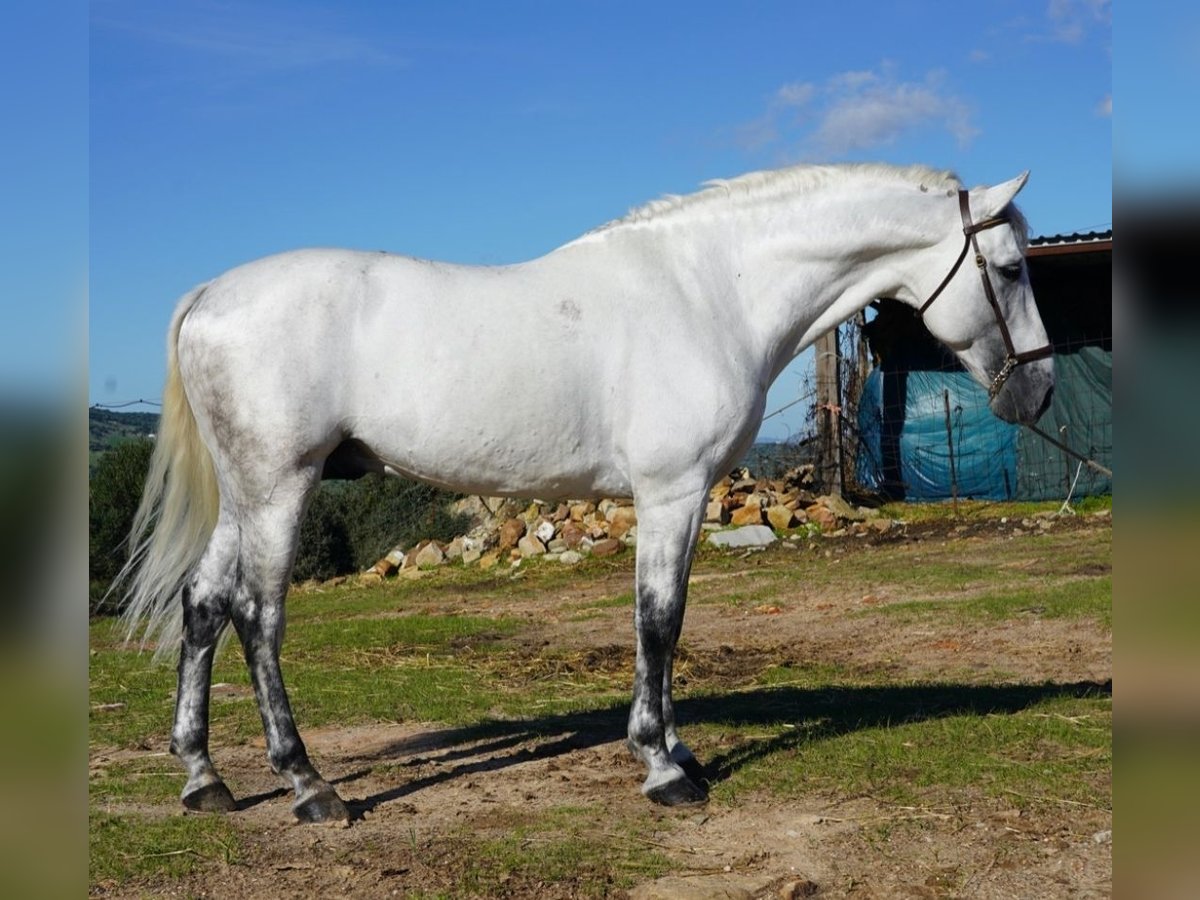 PRE Mix Stallion 13 years 16,1 hh in Martfeld