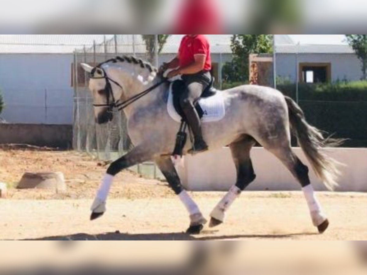 PRE Stallion 13 years 16,2 hh Gray in NAVAS DEL MADROÑO