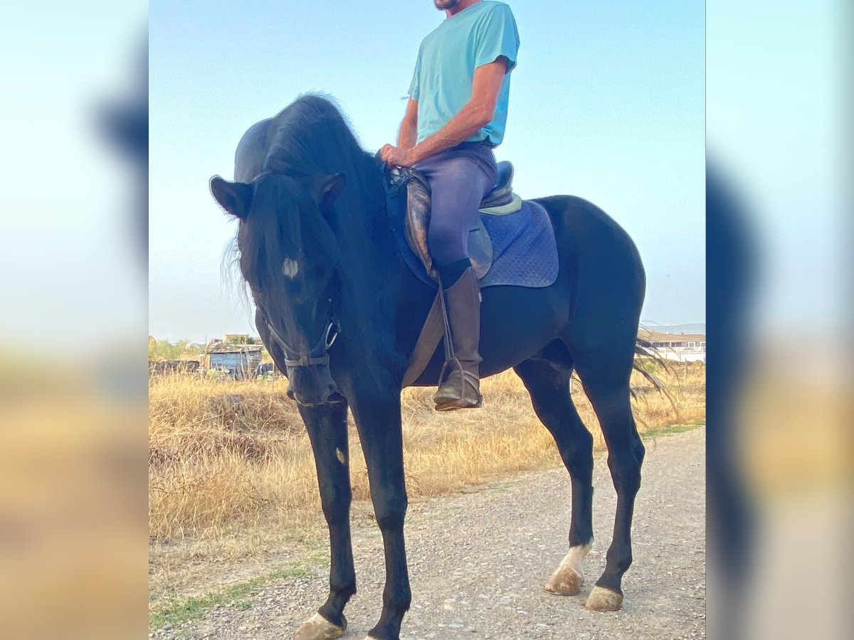 PRE Mix Stallion 13 years 16 hh Black in Talarrubias