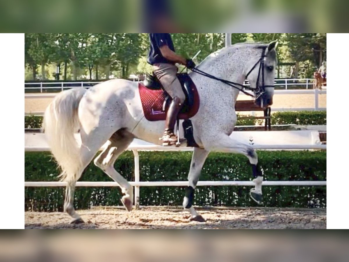 PRE Mix Stallion 13 years 16,1 hh Gray in NAVAS DEL MADRONO PRE Mix Stallion 13 years 16,1 hh Gray in NAVAS DEL MADRONO