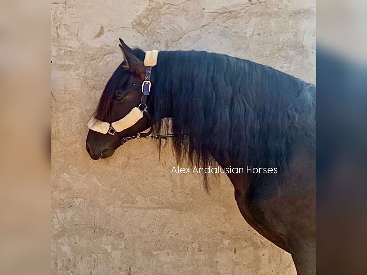 PRE Mix Stallion 14 years 15,2 hh Black in Sevilla