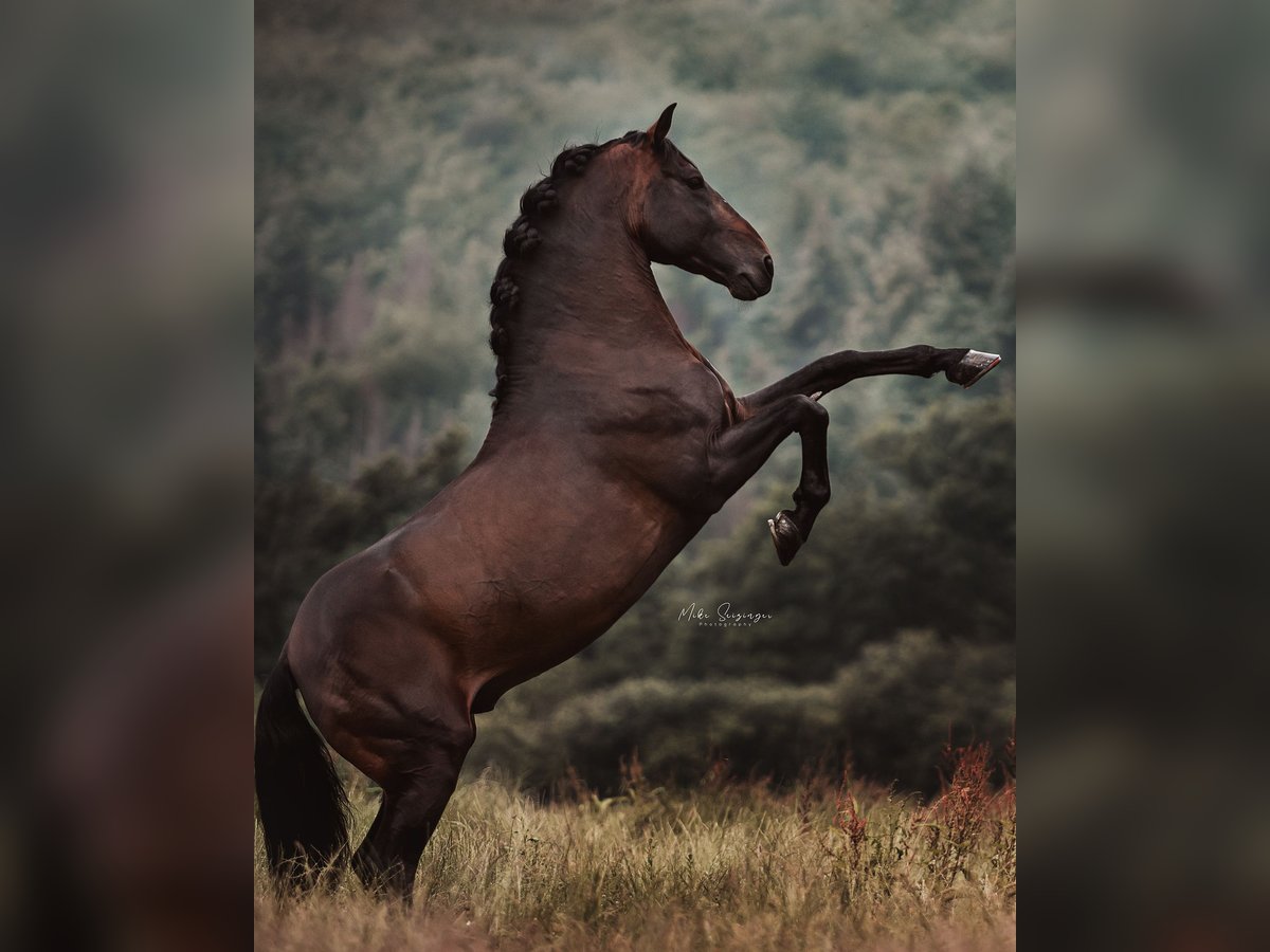 PRE Stallion 14 years 15,2 hh Brown in Roßdorf