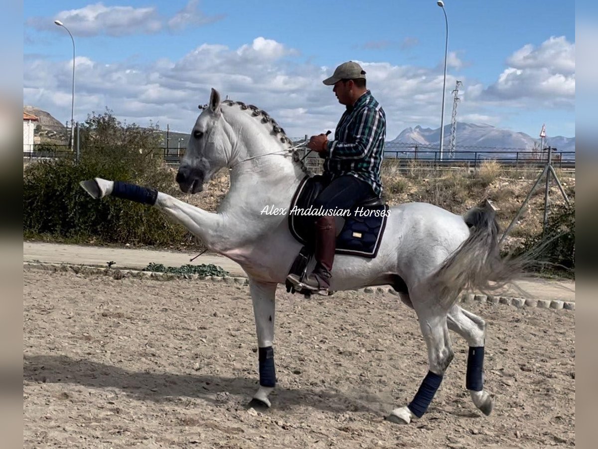 PRE Mix Stallion 14 years 15,2 hh White in Sevilla