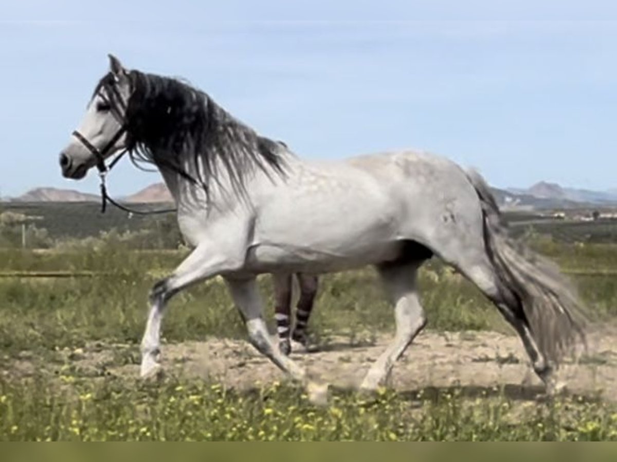 PRE Stallion 14 years 15 hh Gray in Baza