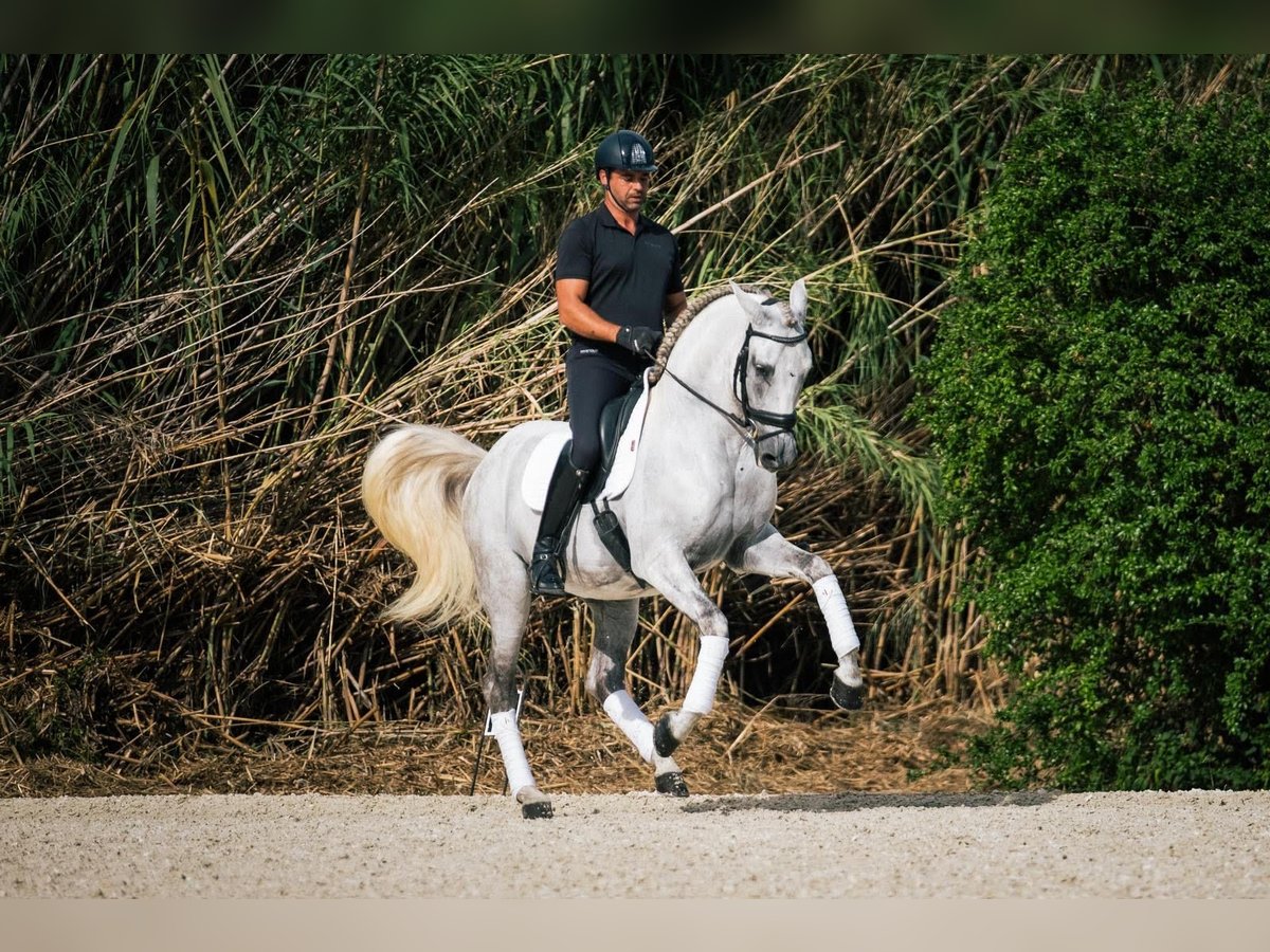 PRE Mix Stallion 14 years 15,3 hh White in Metz
