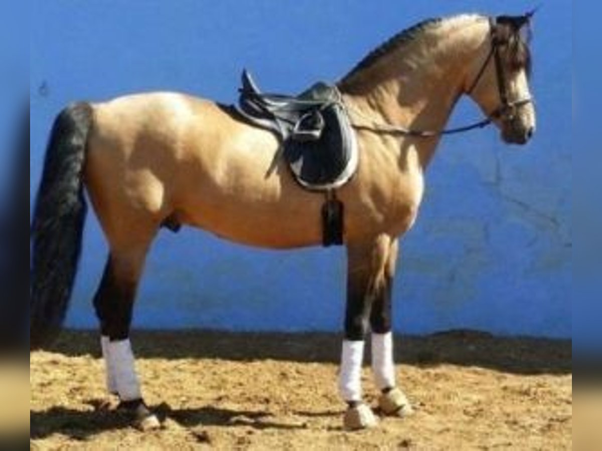 PRE Mix Stallion 14 years 16 hh Overo-all-colors in Alicante/Alacant